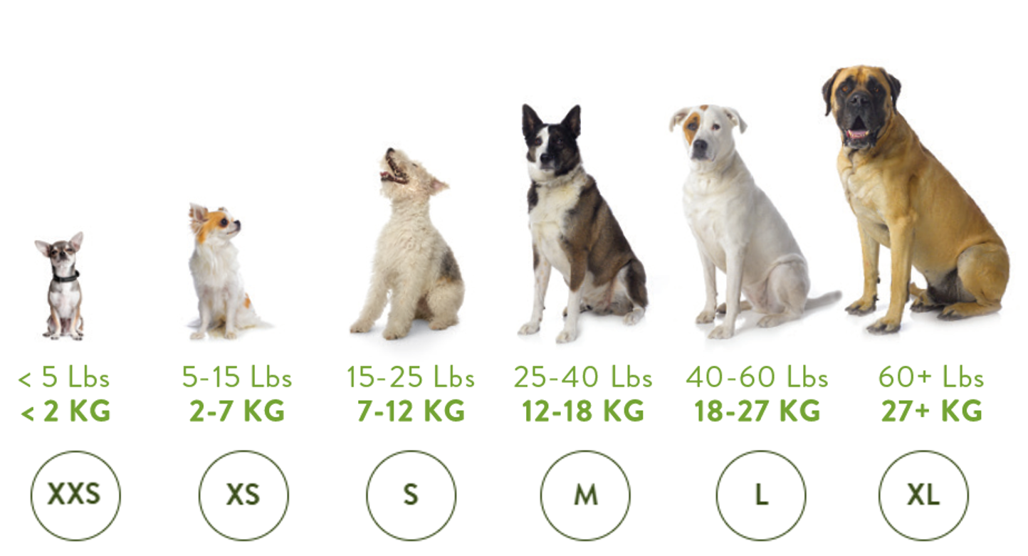 Dog Size Reference - Shows images of different sized dogs