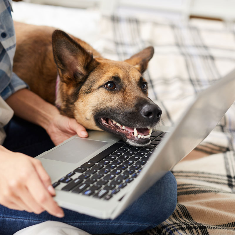 dog pet parent with laptop