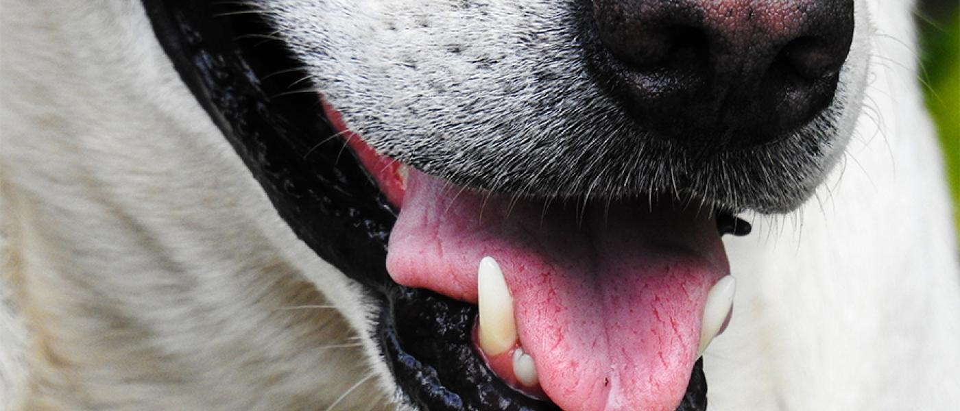 dog teeth