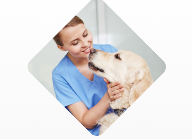 veterinarian petting dog