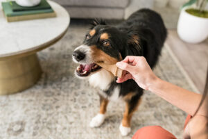 dog chewing CALMZEES thumbnail